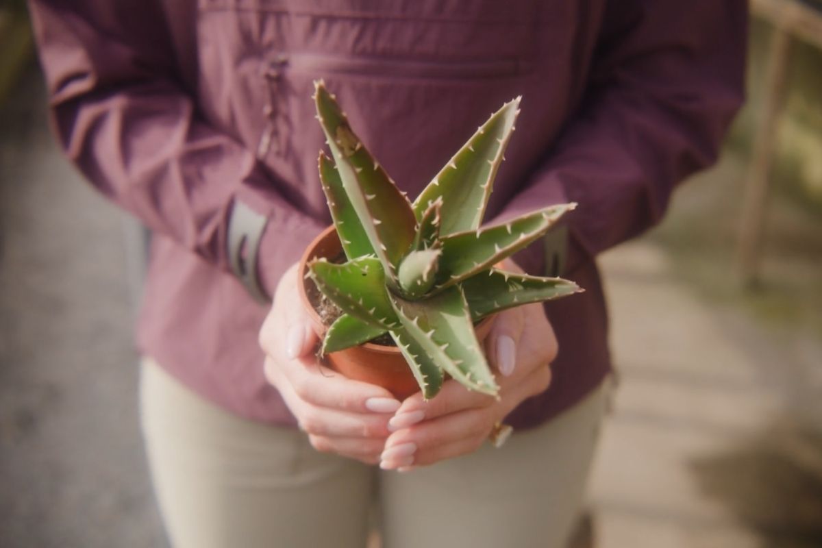 Osoba drzi malu biljku u saksiji, idealnu kao poslovni praznicni poklon
